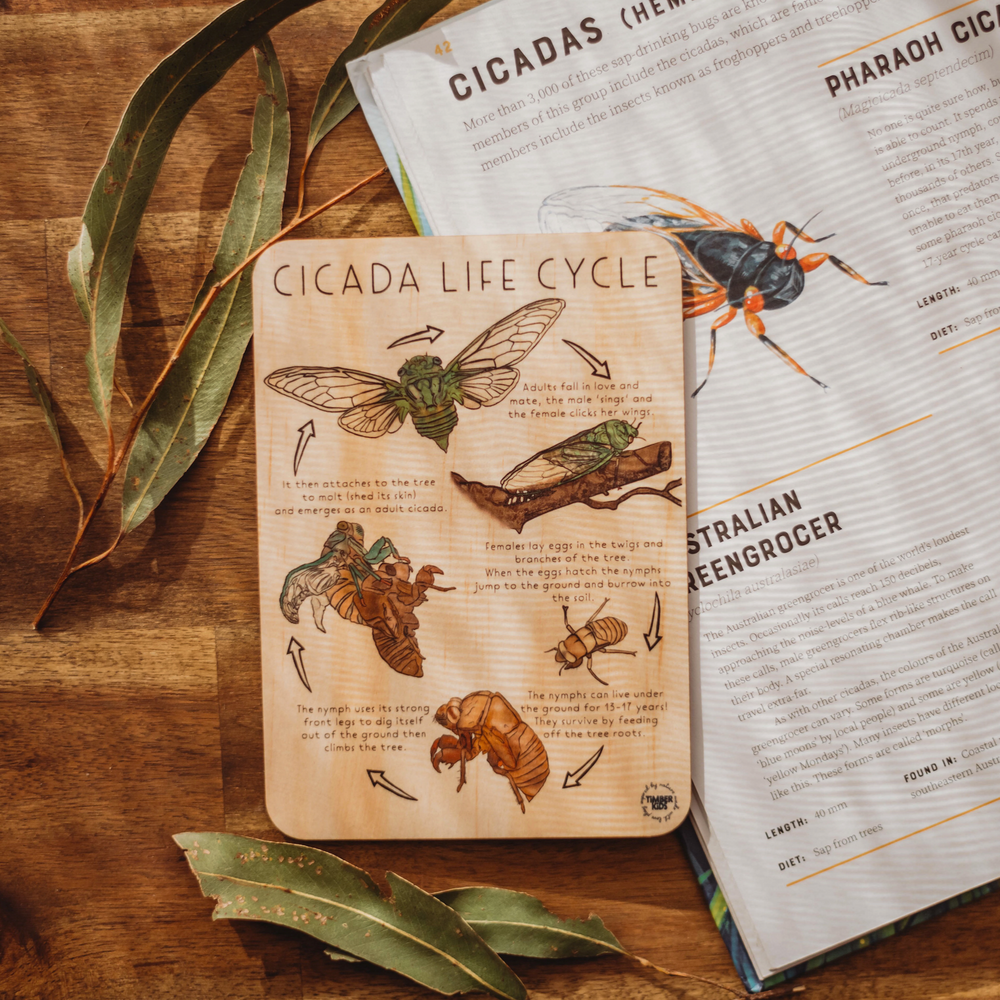Cicada Life Cycle Timber Tile - | Timber Kids - Timber Kids 