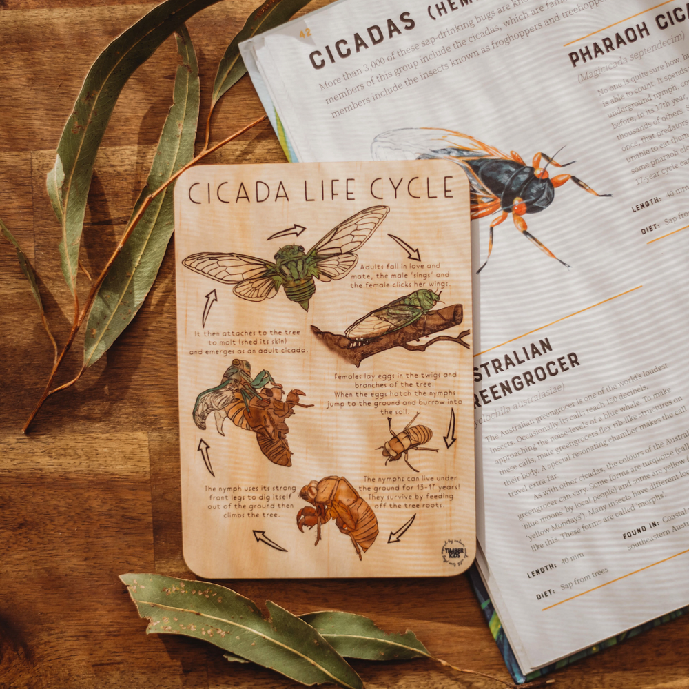 Cicada Life Cycle Timber Tile - | Timber Kids - Timber Kids