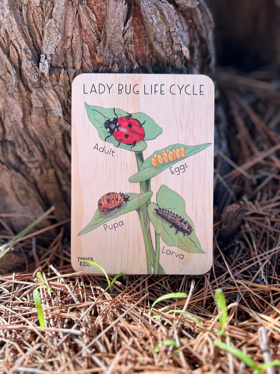 Lady Bug Life Cycle Tile