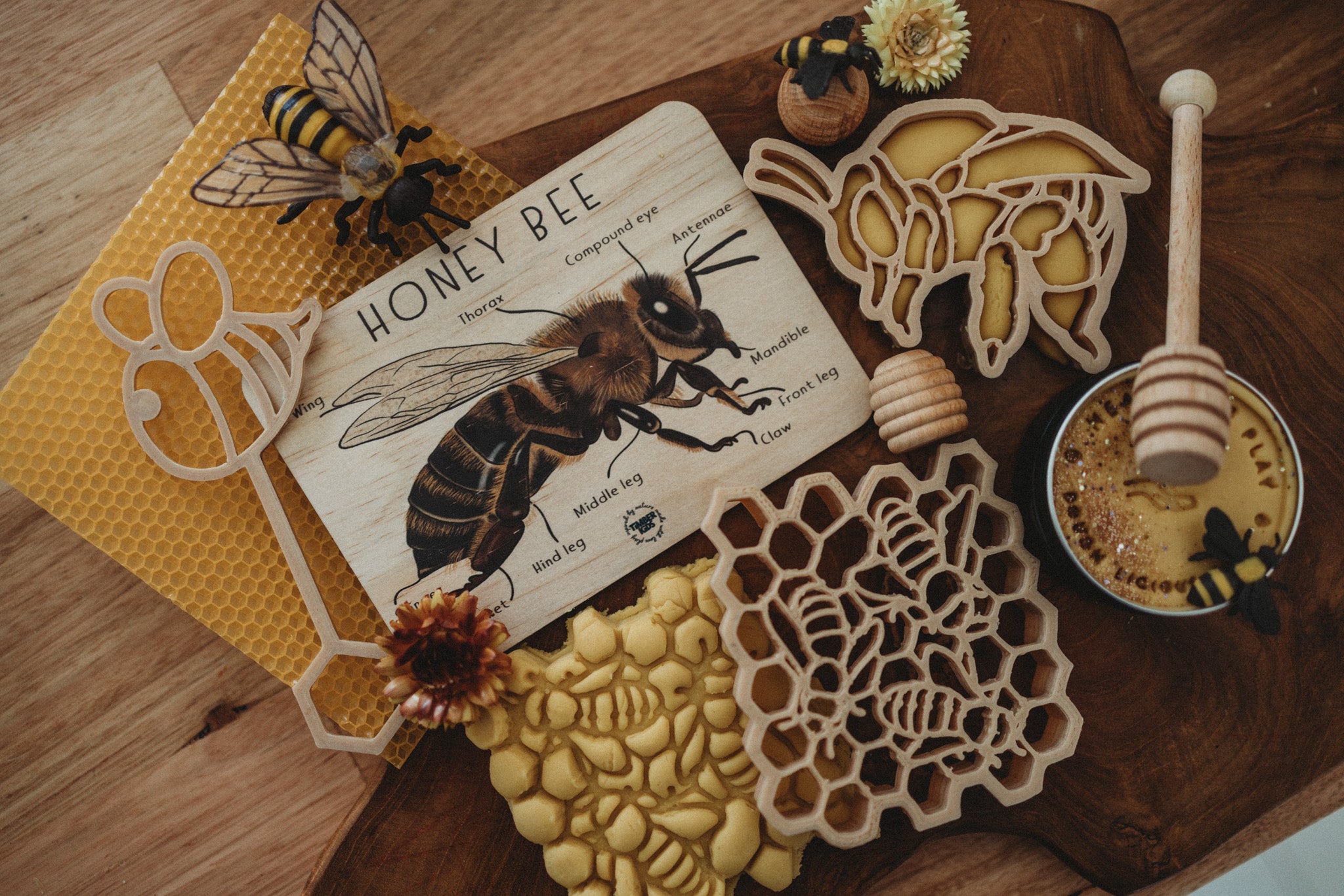 Honey Bee Anatomy Timber Tile - | Timber Kids - Timber Kids 