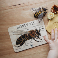 Honey Bee Anatomy Timber Tile - | Timber Kids - Timber Kids 