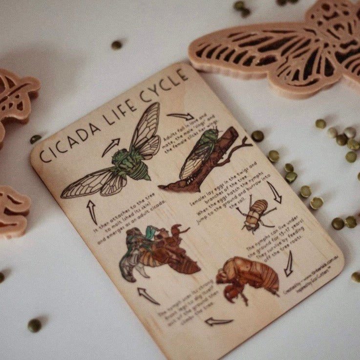 Cicada Life Cycle Timber Tile - | Timber Kids - Timber Kids 