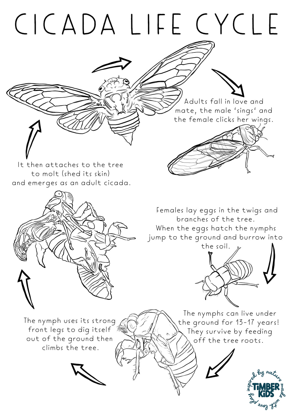 Cicada Life Cycle Colour In - Timber Kids 