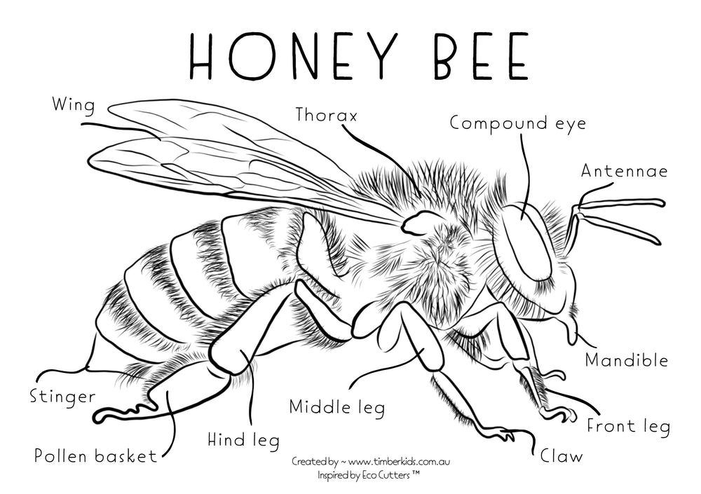 Bee Anatomy Colour In - Timber Kids 