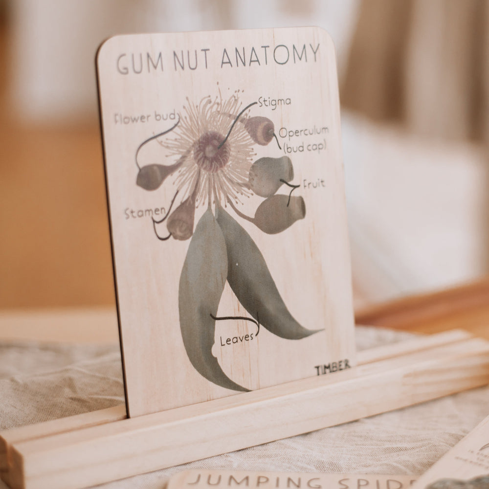 Gum Nut Anatomy Timber Tile - Timber Kids - Timber Kids 
