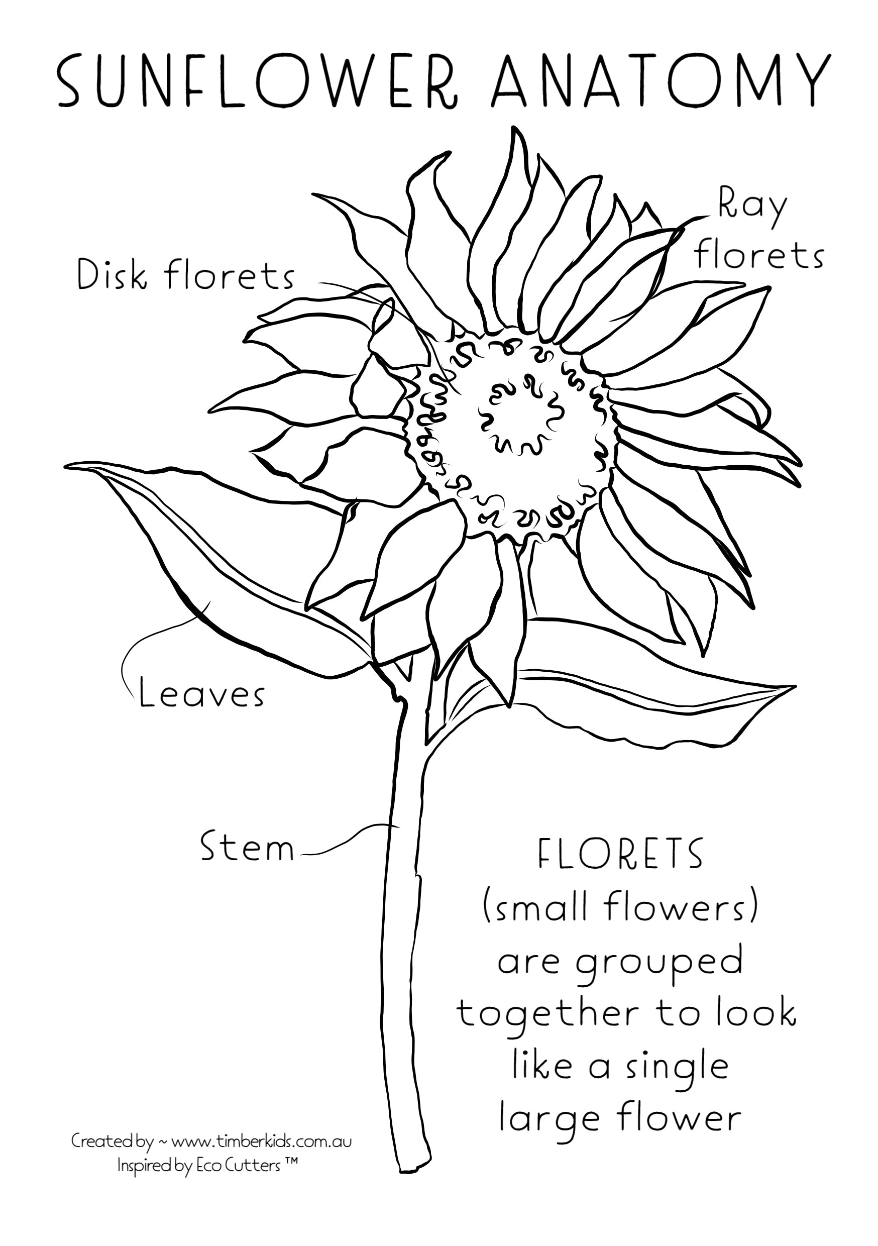 Sunflower Anatomy Colour In - Timber Kids 