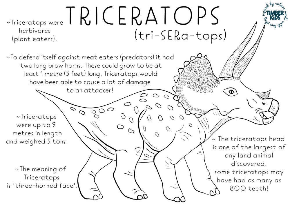 Triceratops Fact Colour In - Timber Kids 