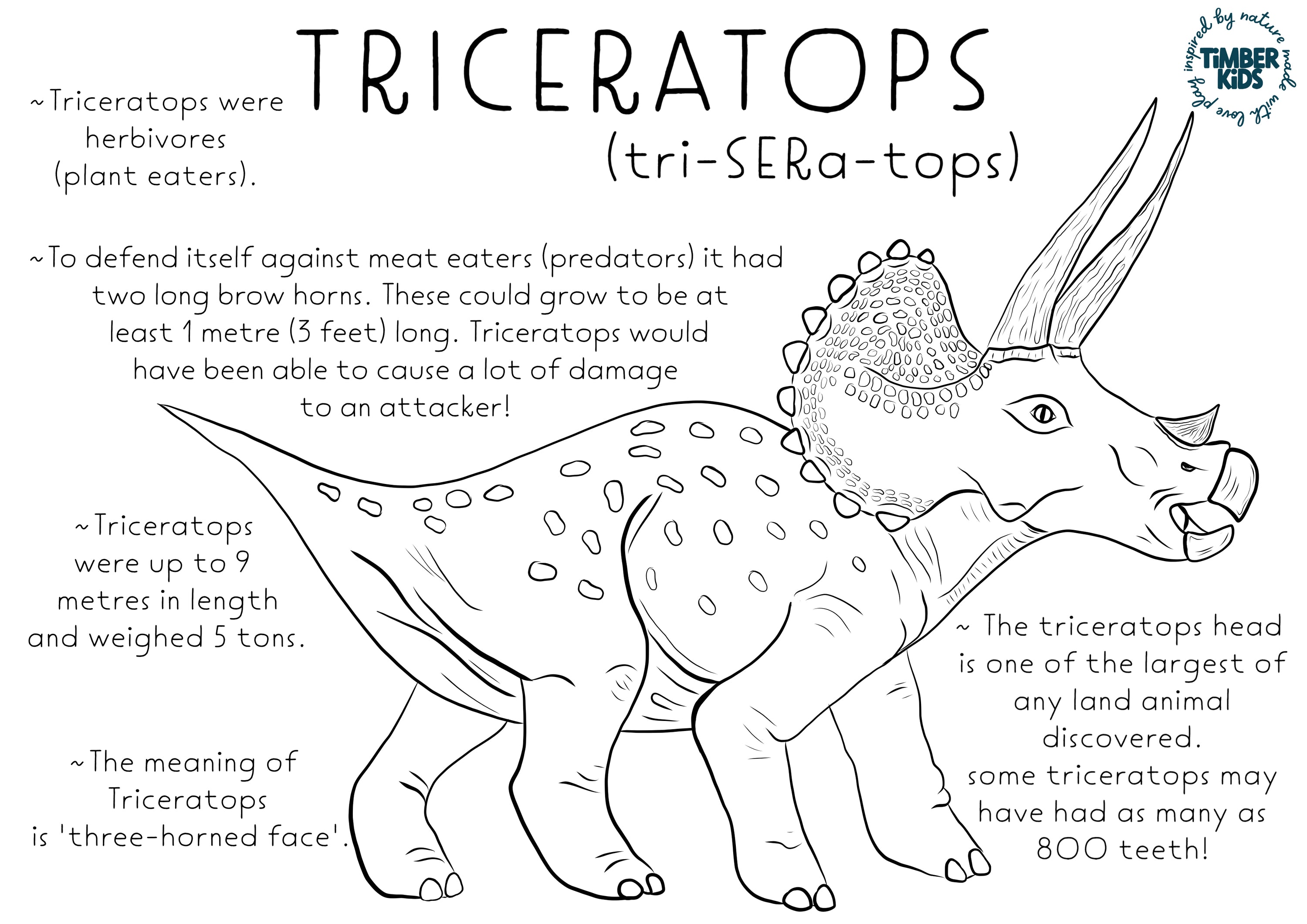 Triceratops Fact Colour In - Timber Kids 