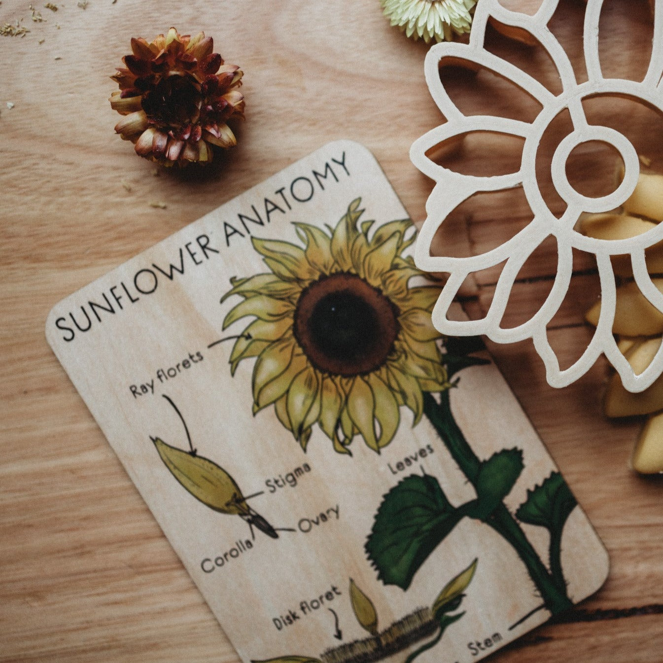 Sunflower Anatomy Tile | Timber Kids – Timber Kids