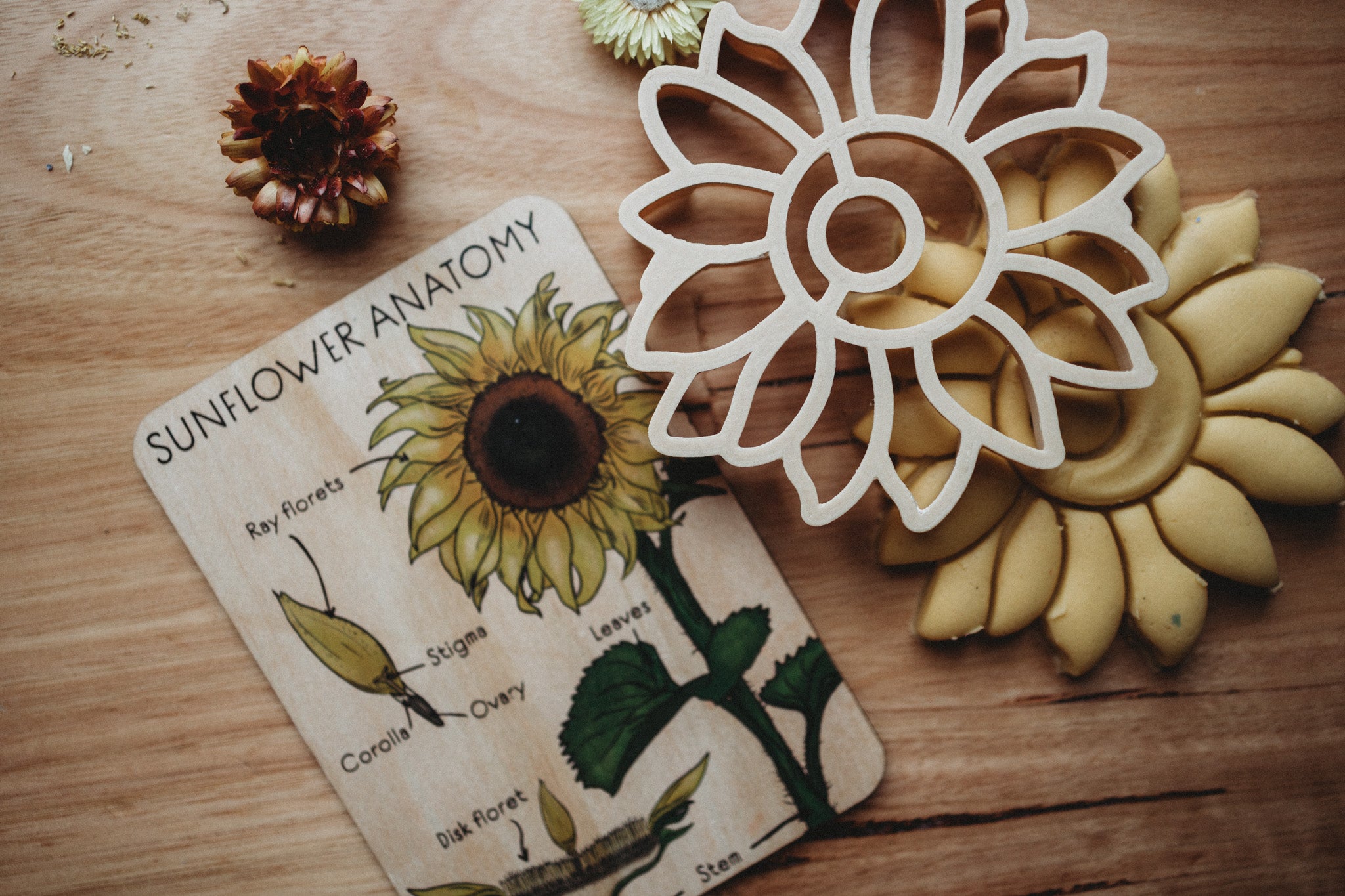 Sunflower Anatomy Tile - | Timber Kids - Timber Kids 