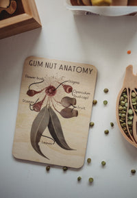 Gum Nut Anatomy Timber Tile - Timber Kids - Timber Kids 