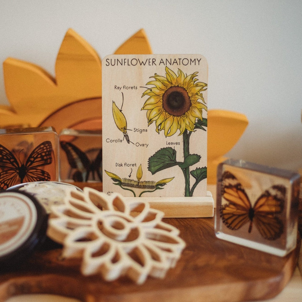 Sunflower Anatomy Tile - | Timber Kids - Timber Kids 